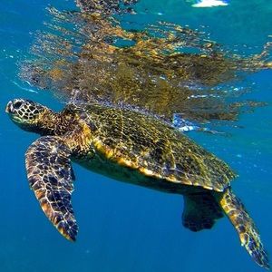 Meet your Posher, Destinne